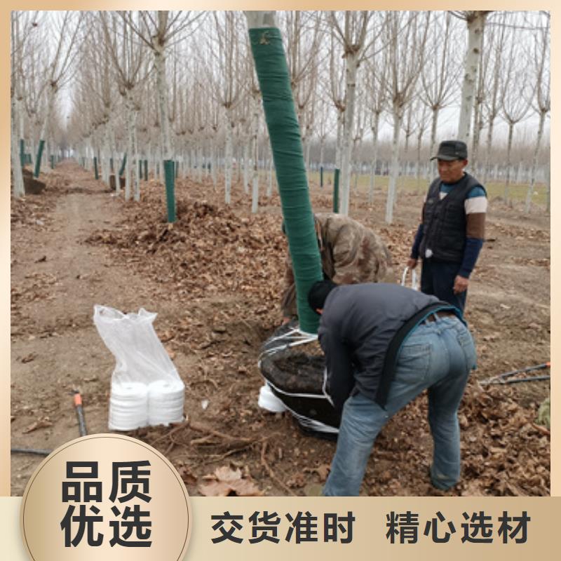 2025欢迎访问##法桐小苗##实体厂家来图定制