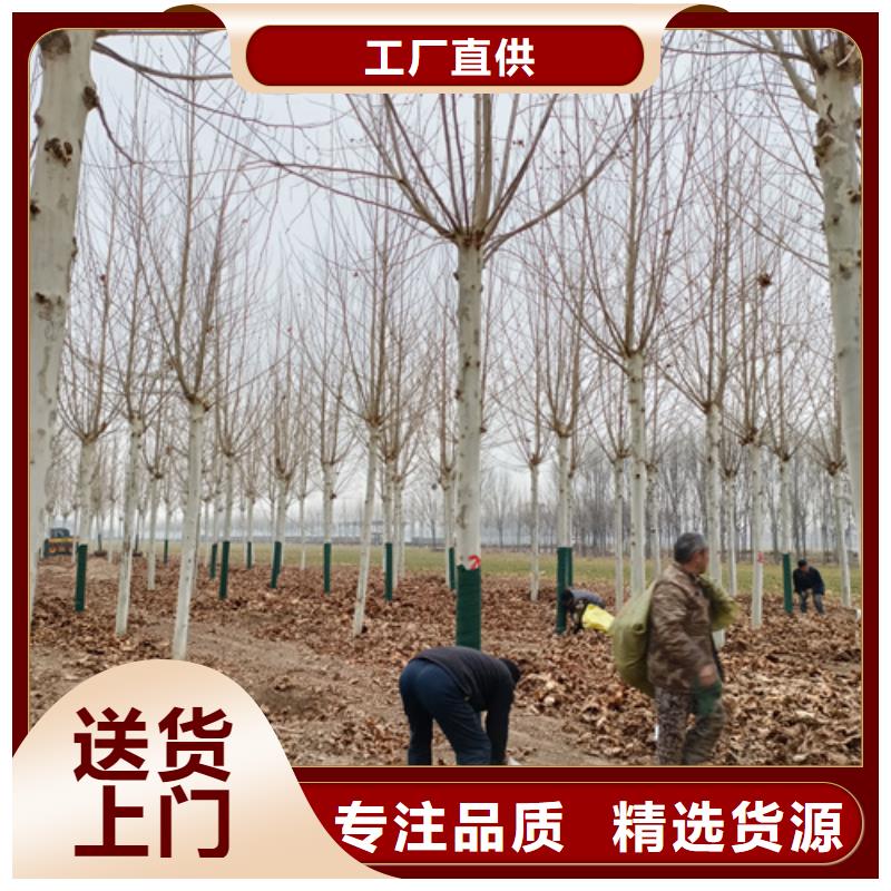 法桐小苗质量放心绿化乔木当地经销商