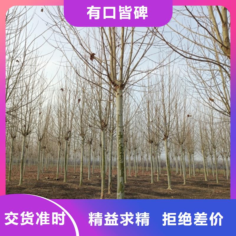 #法桐行情#实力厂家放心得选择