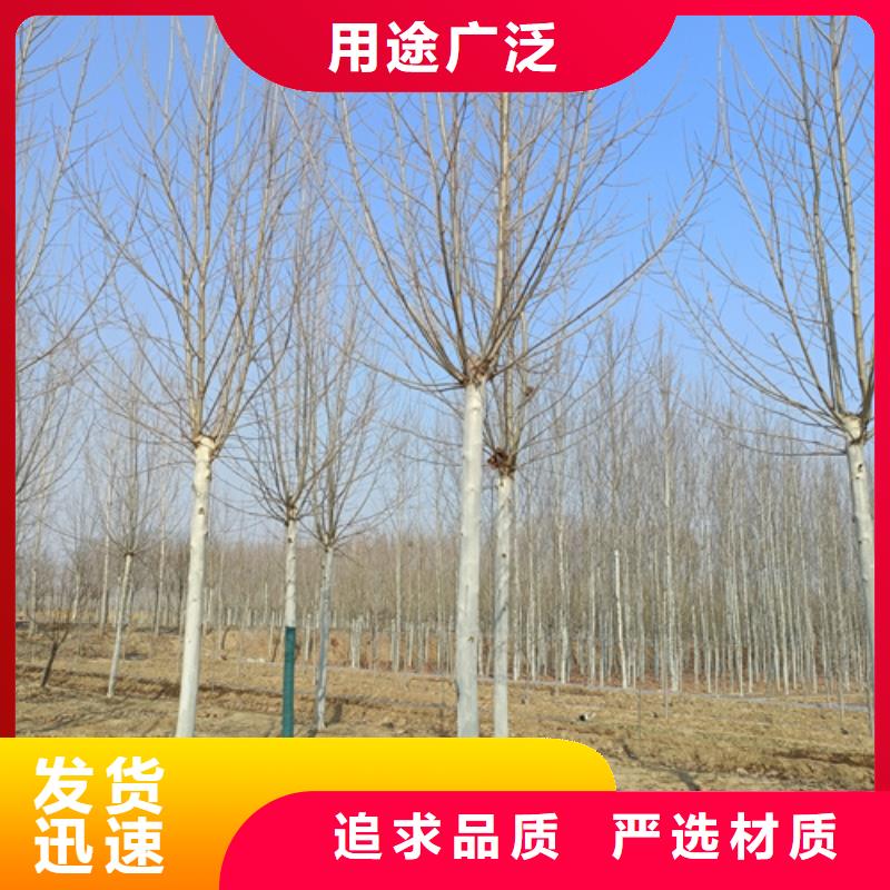 法桐小苗质量可靠绿化乔木同城公司