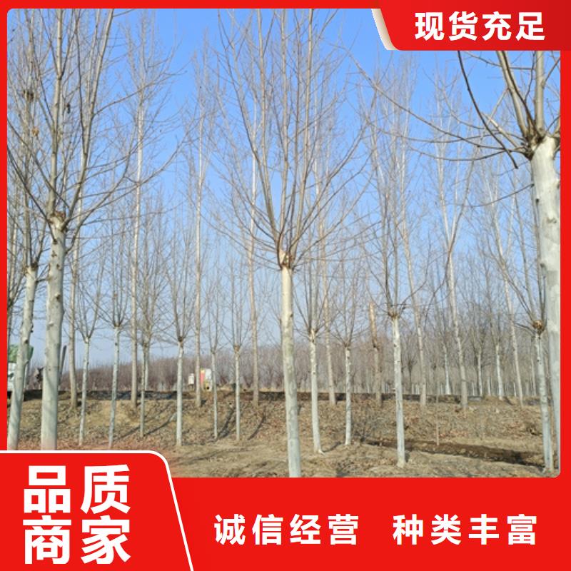 造型法桐技术本地服务商