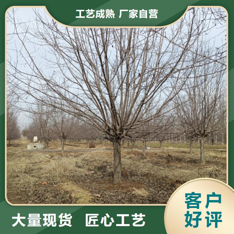 法桐质量放心苗木基地支持货到付清