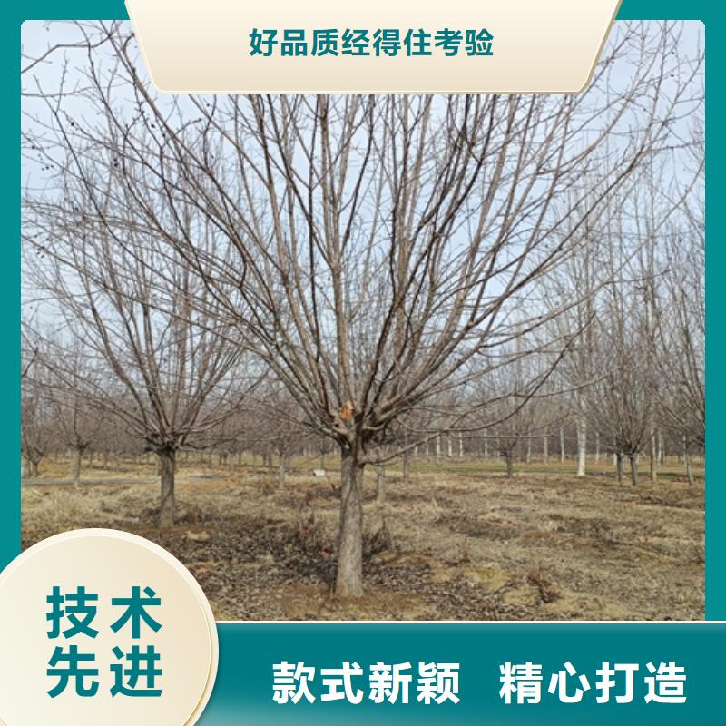 法桐价格现货供应苗木基地当地制造商