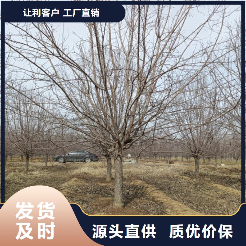 定制法桐的厂家同城品牌
