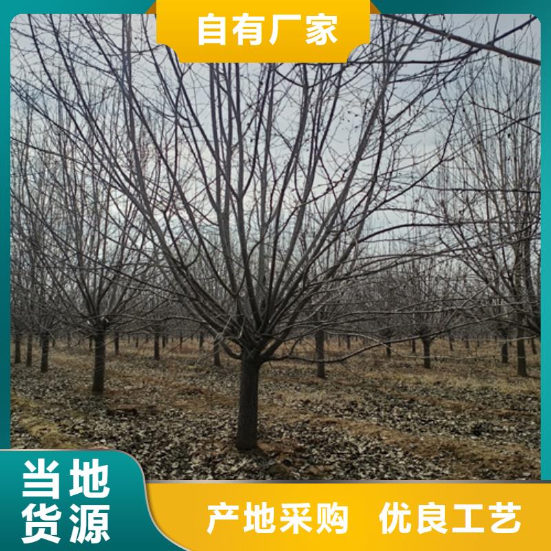 口碑好的法桐经销商实力公司