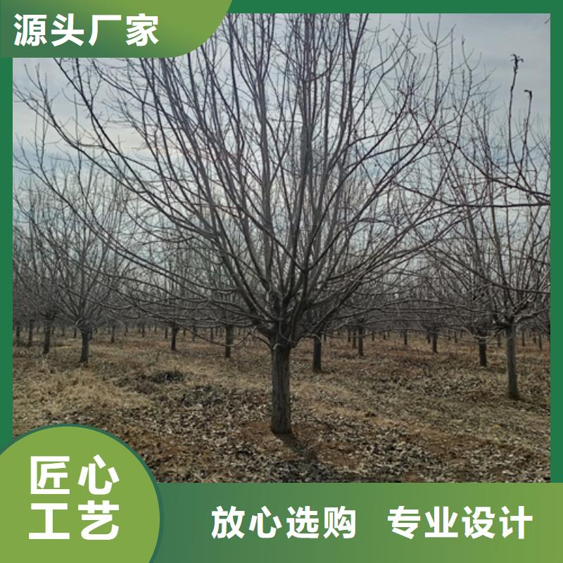 法桐小苗加工销售符合行业标准