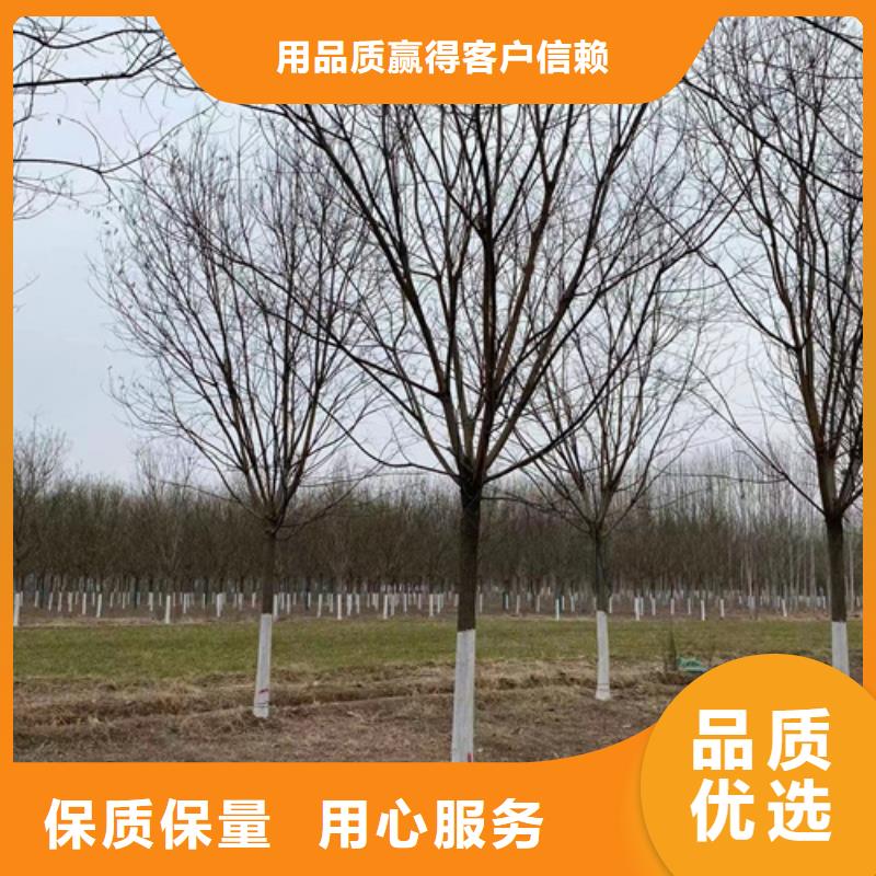 2025当天发货#速生法桐#大量库存用心经营
