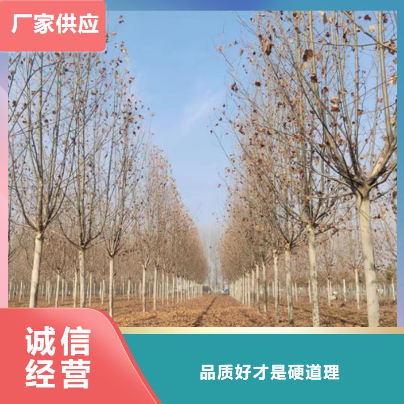 常年供应法桐-报量当日价格