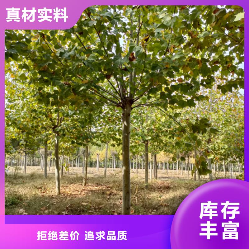 生产法桐小苗_优质厂家本地品牌