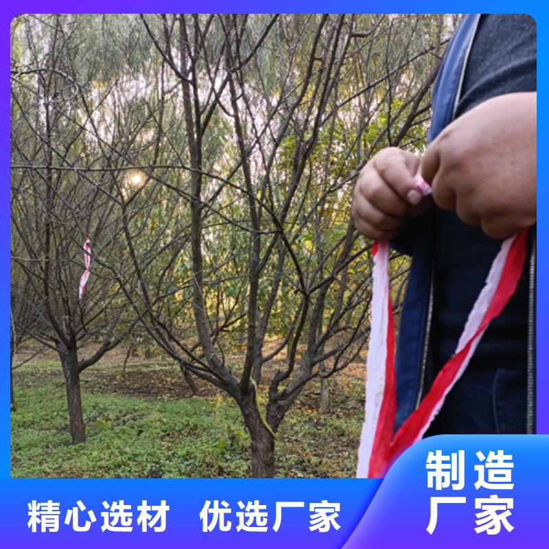 速生法桐报价格当地生产厂家