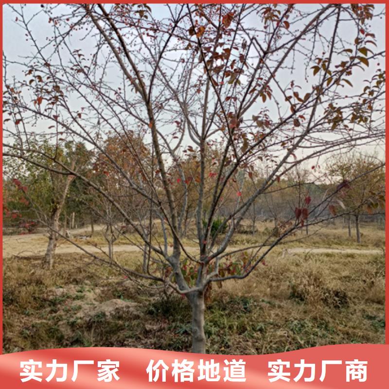 速生法桐-火爆预定中货源稳定