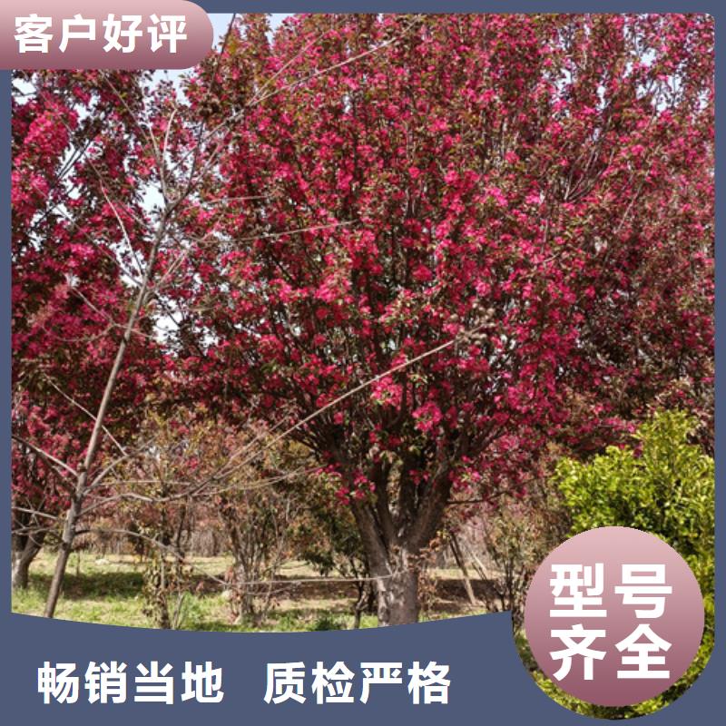 速生法桐-速生法桐售后保障本地制造商