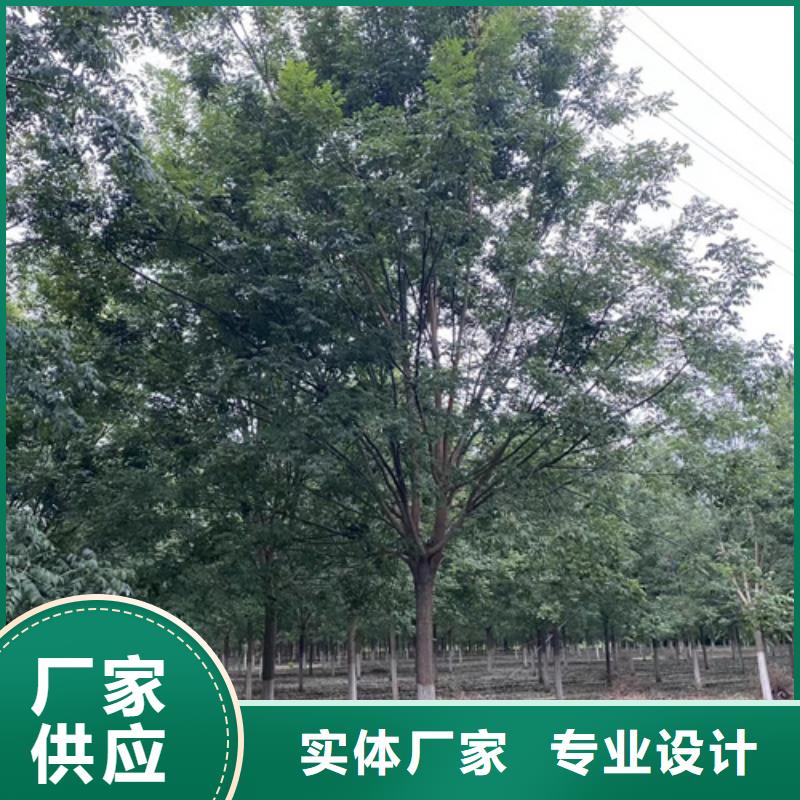 造型法桐质量放心苗木基地严格把关质量放心