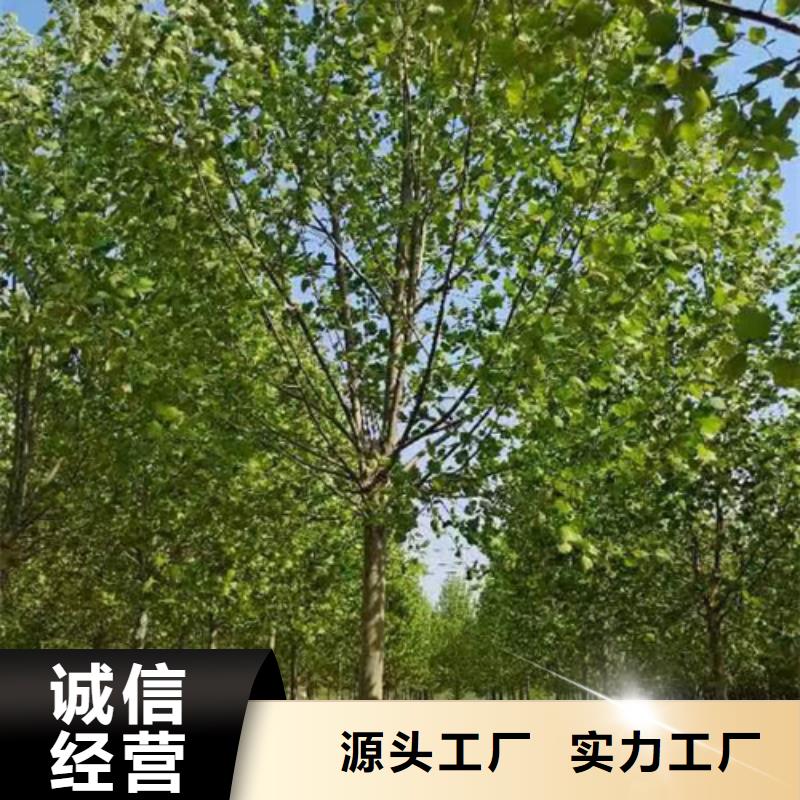 琼海市法桐小苗放心购买绿化苗木来图定制量大从优