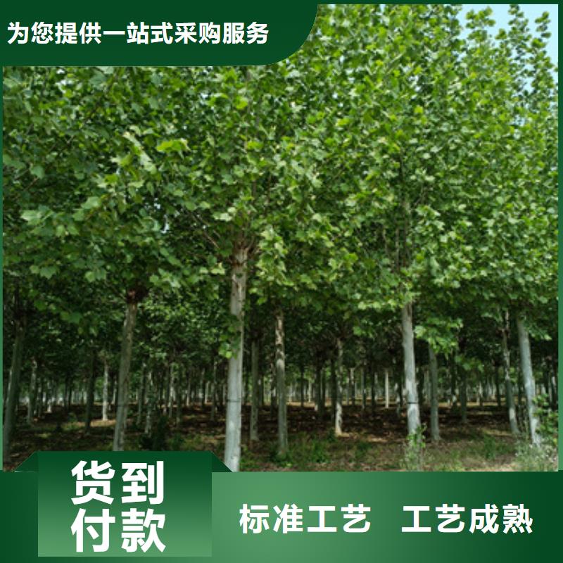 速生法桐制造厂家同城经销商