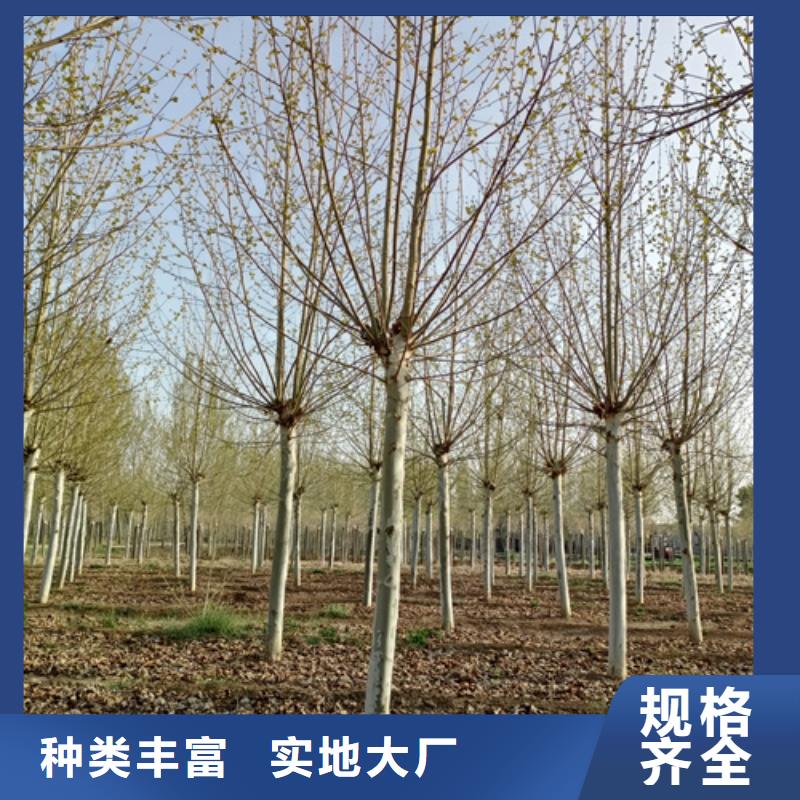 法桐小苗厂家直销-老顾客喜爱同城经销商
