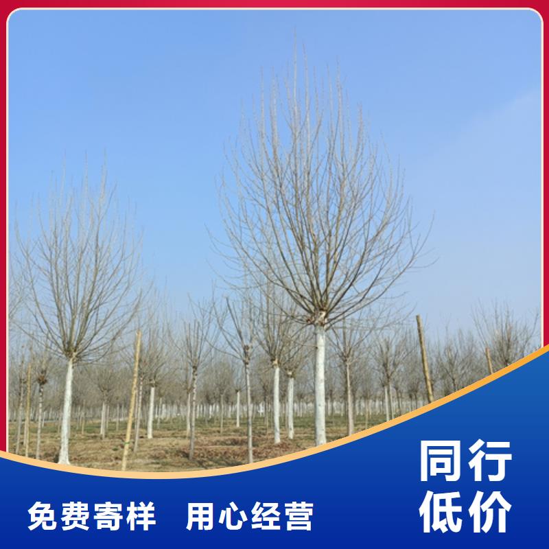 法桐行情欢迎来电绿化乔木本地厂家