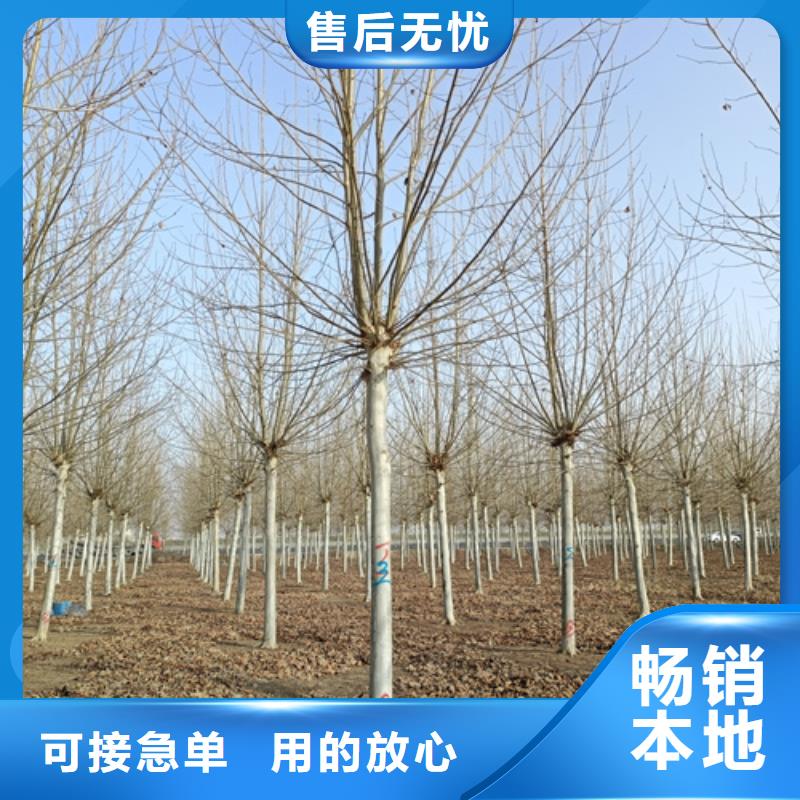 法桐生产厂家-值得信赖一站式服务
