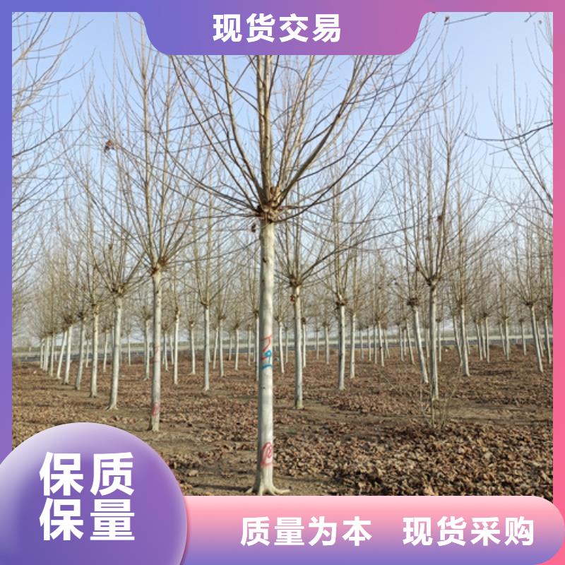 法桐小苗放心选择绿化乔木适用范围广