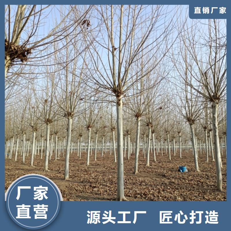 法桐小苗放心选择绿化苗木本地服务商