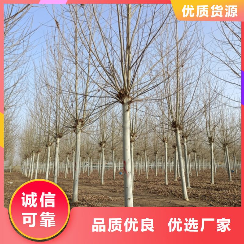生产法桐小苗的实体厂家精工细作品质优良