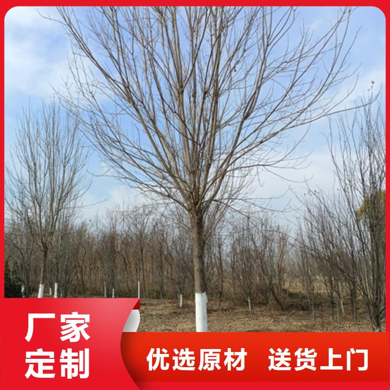 法桐价格价格优绿化乔木诚信商家服务热情
