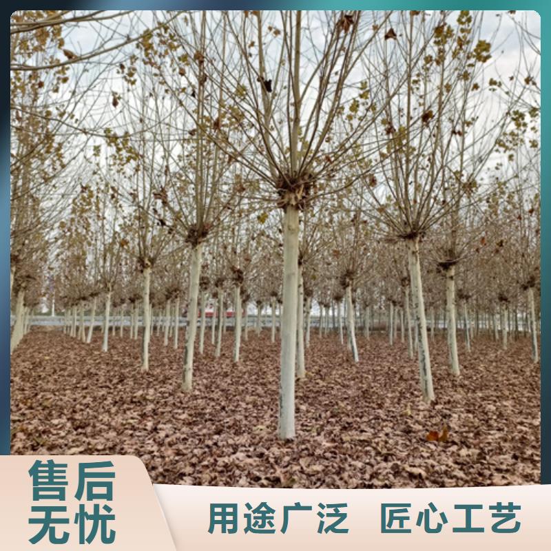 法桐厂家放心选购