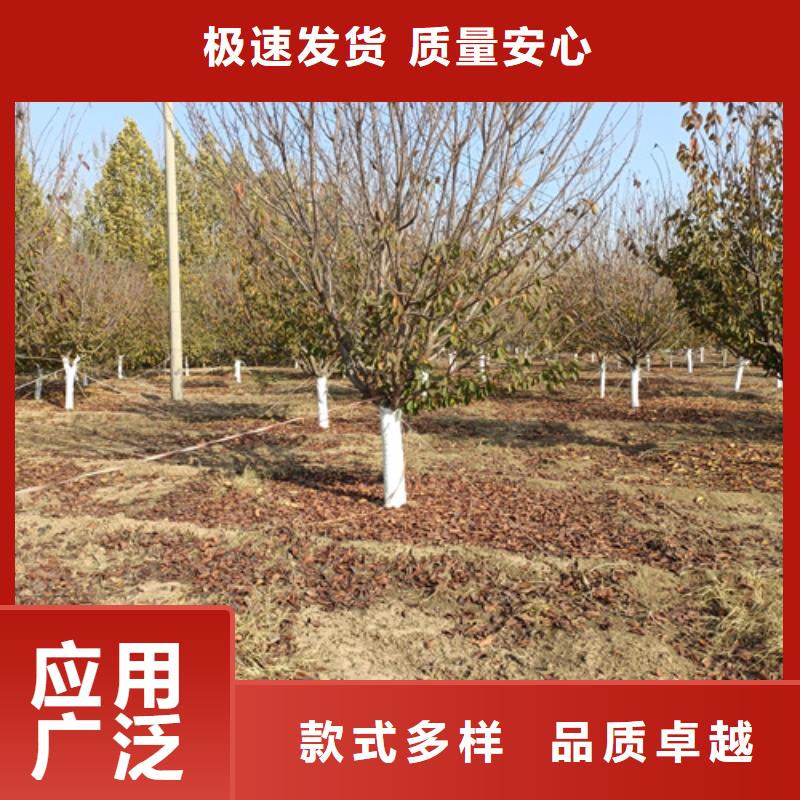 批发法桐小苗的基地当地制造商