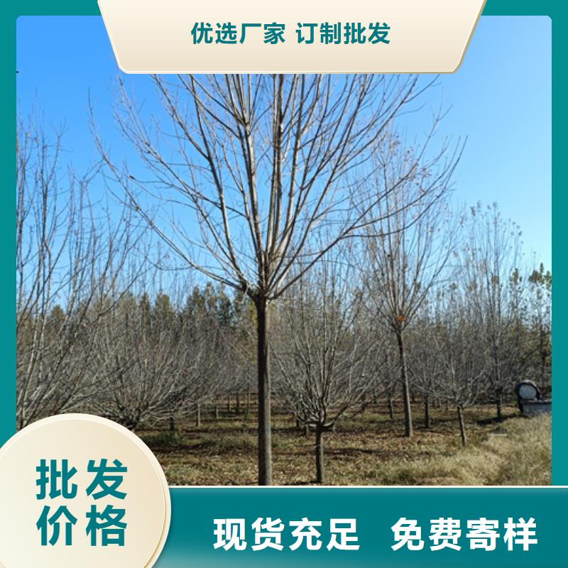 造型法桐价格实惠的厂家本地供应商
