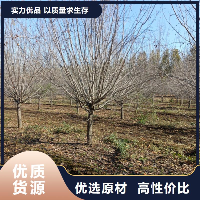可定制的法桐行情现货厂家同城品牌
