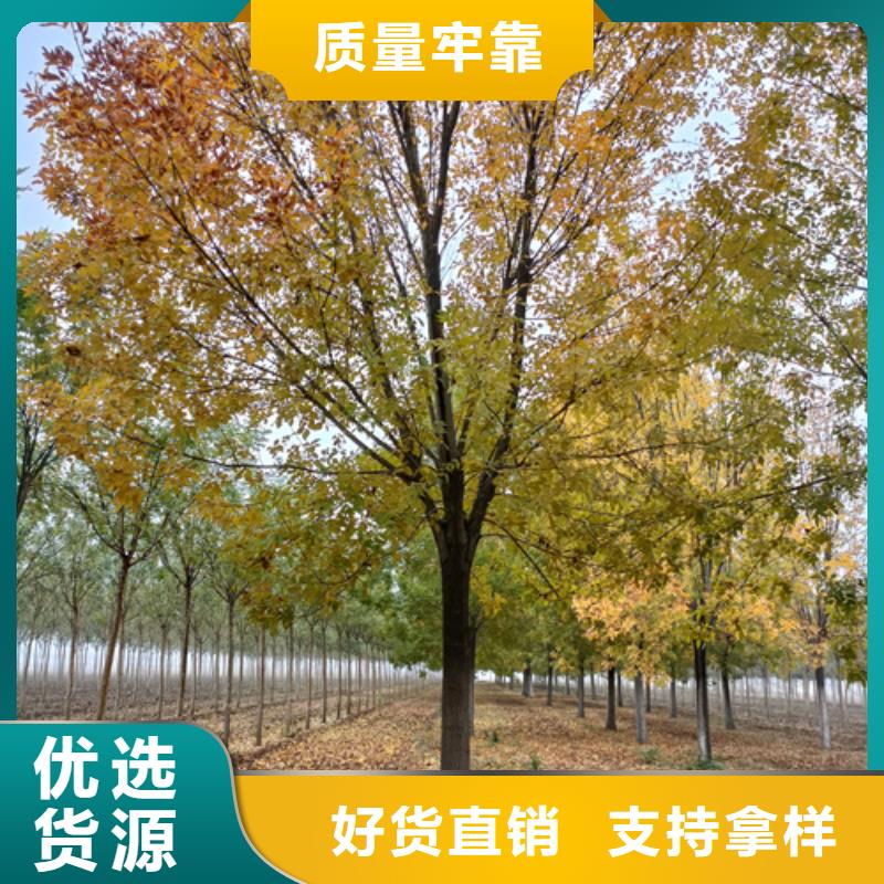 造型法桐原厂直销性能稳定