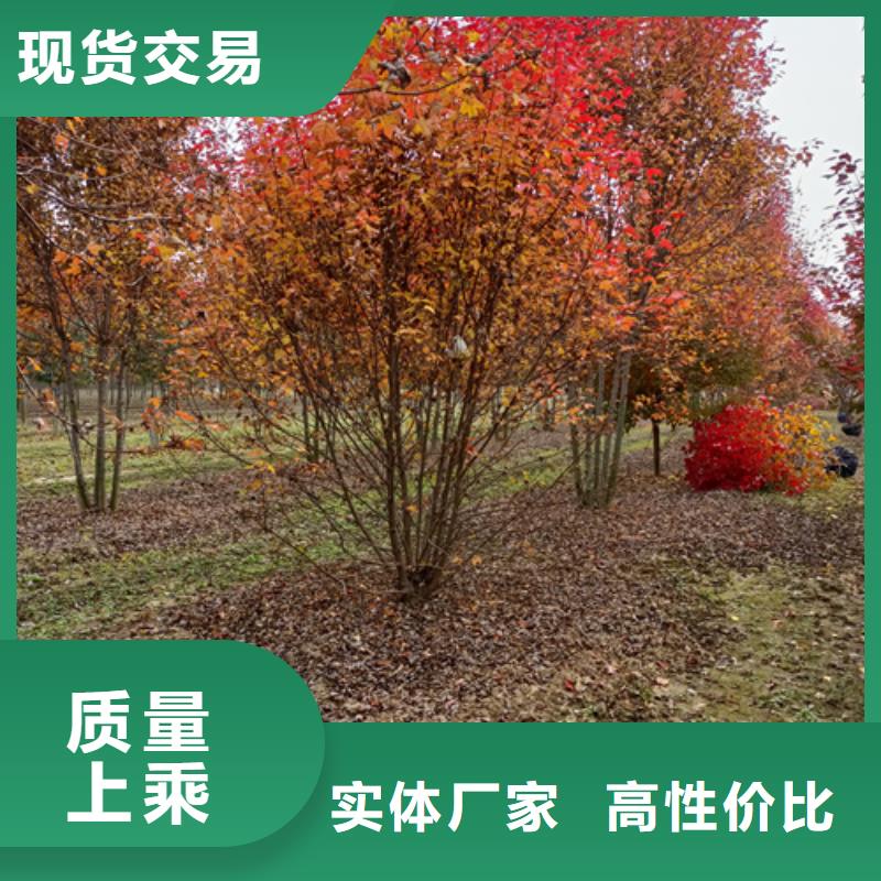 法桐价格质量放心绿化乔木本地供应商