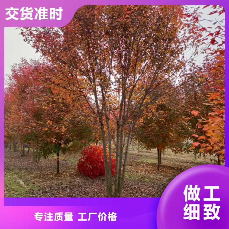 选速生法桐-实体厂家可定制同城经销商