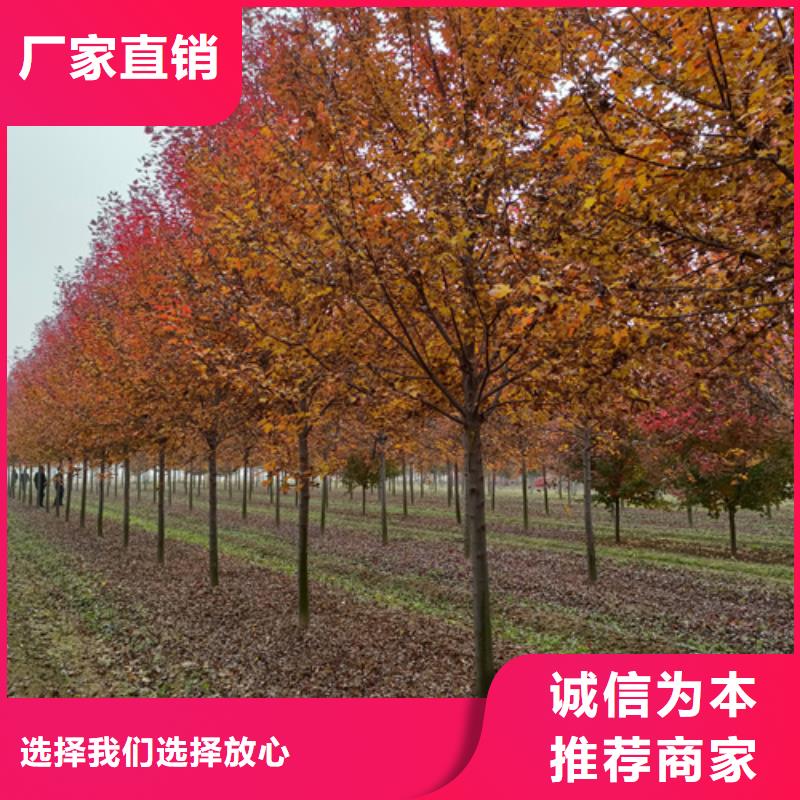 法桐有现货本地制造商