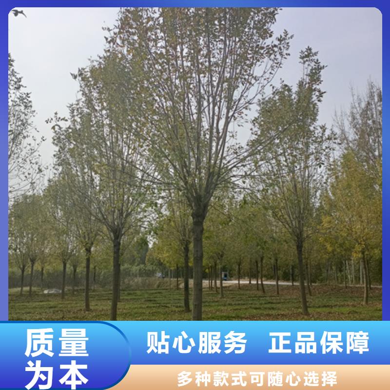 有现货的法桐小苗生产厂家按需定做