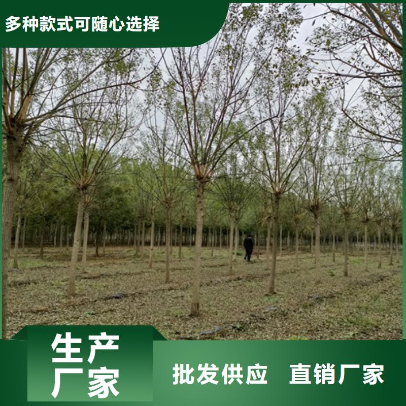法桐小苗质量保证绿化苗木实力厂家