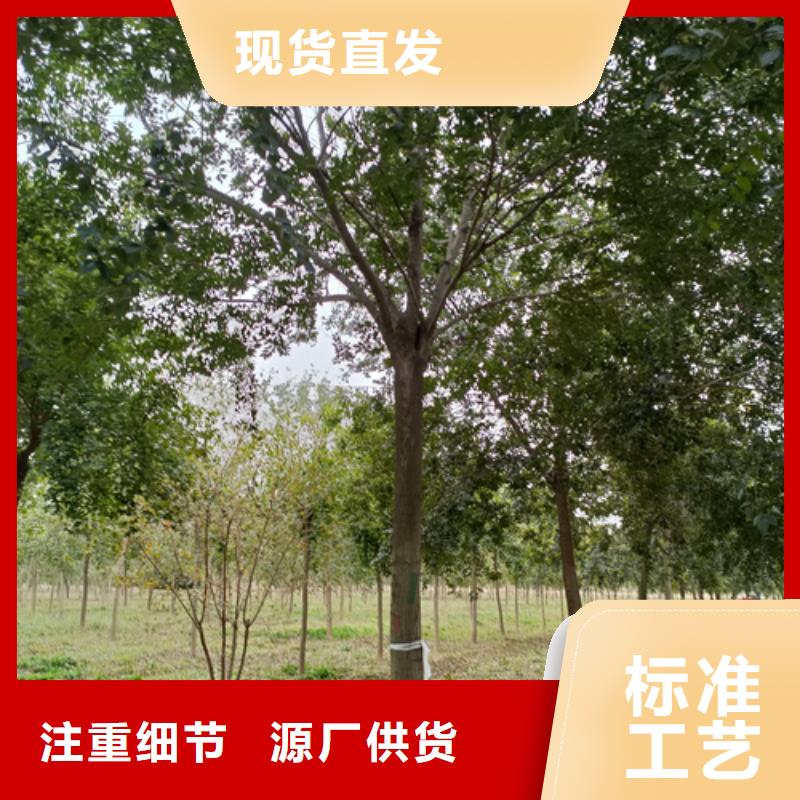 法桐小苗品牌保证同城经销商