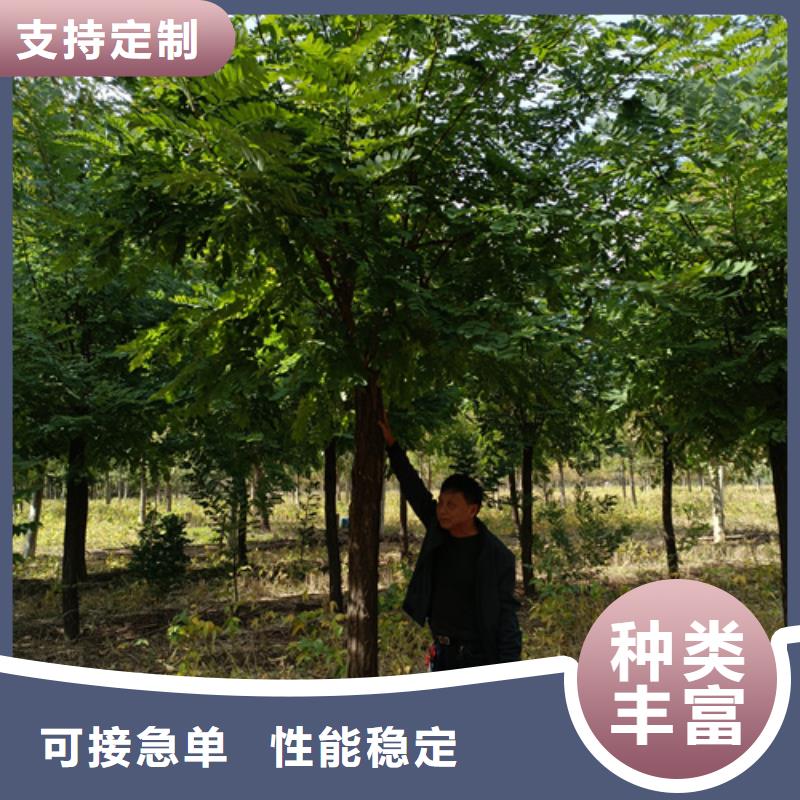 速生法桐值得信赖定制销售售后为一体