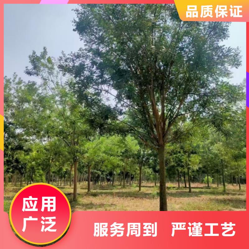 法桐实体大厂定金锁价