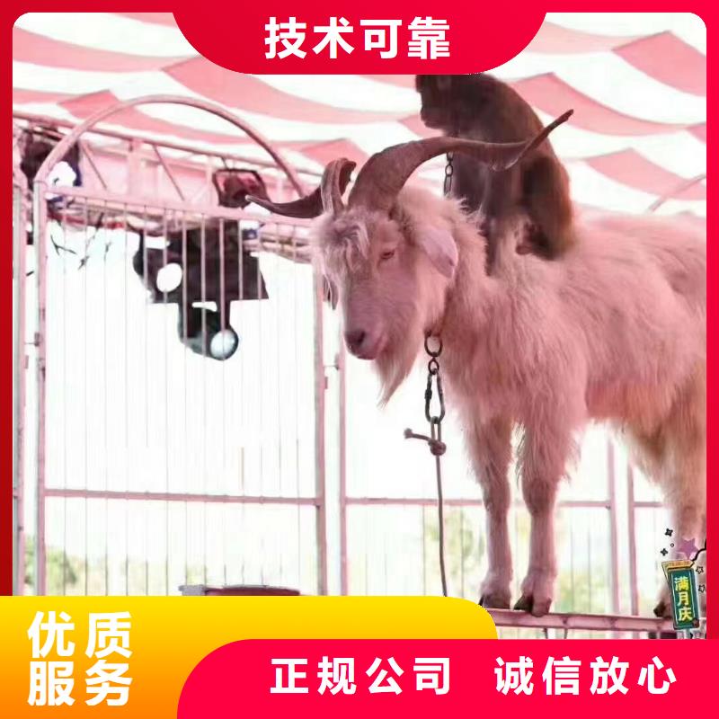 哪有出租鳄鱼表演的免费资源