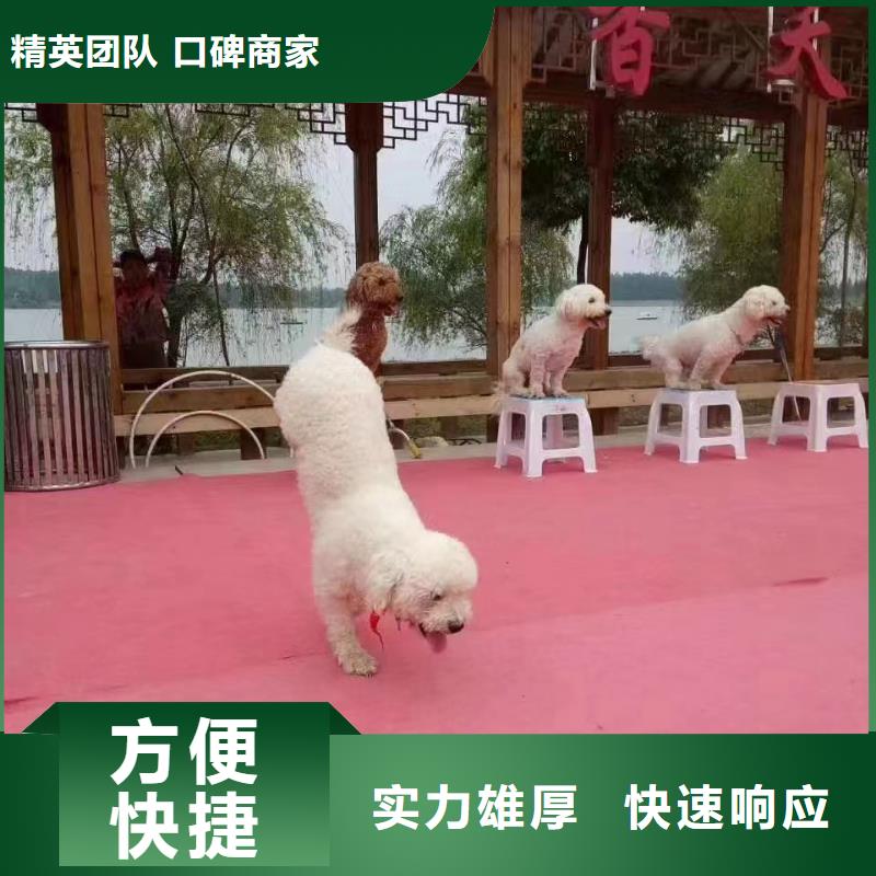 销售马戏团羊驼表演出租_诚信厂家快速响应