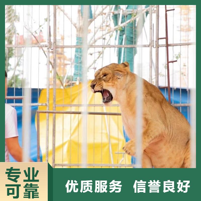 羊驼租赁马戏团表演定制诚实守信