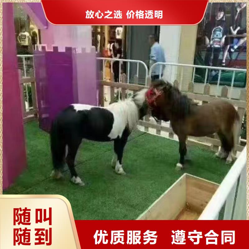 动物表演出租一手资源有实力
