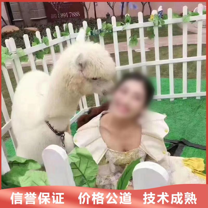 哪有出租动物的讲究信誉