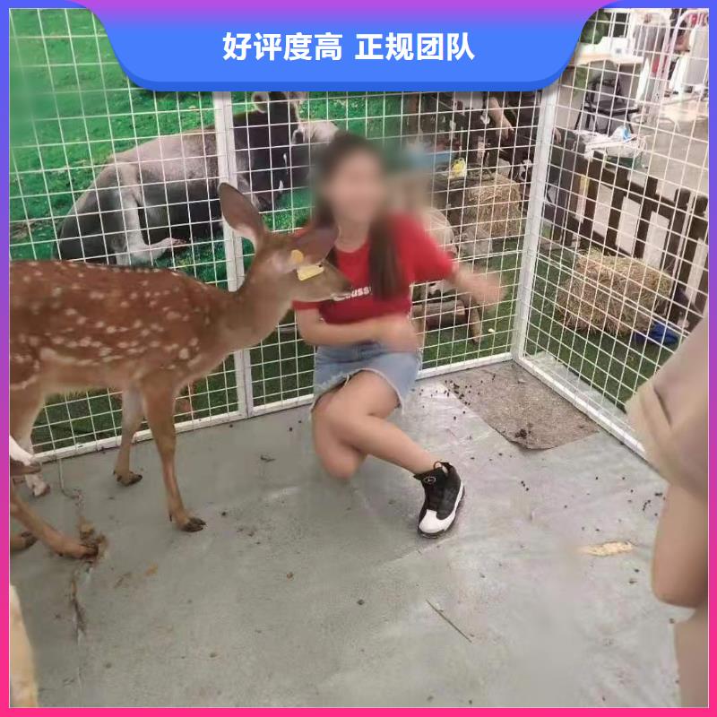 动物展出租联系方式专业团队