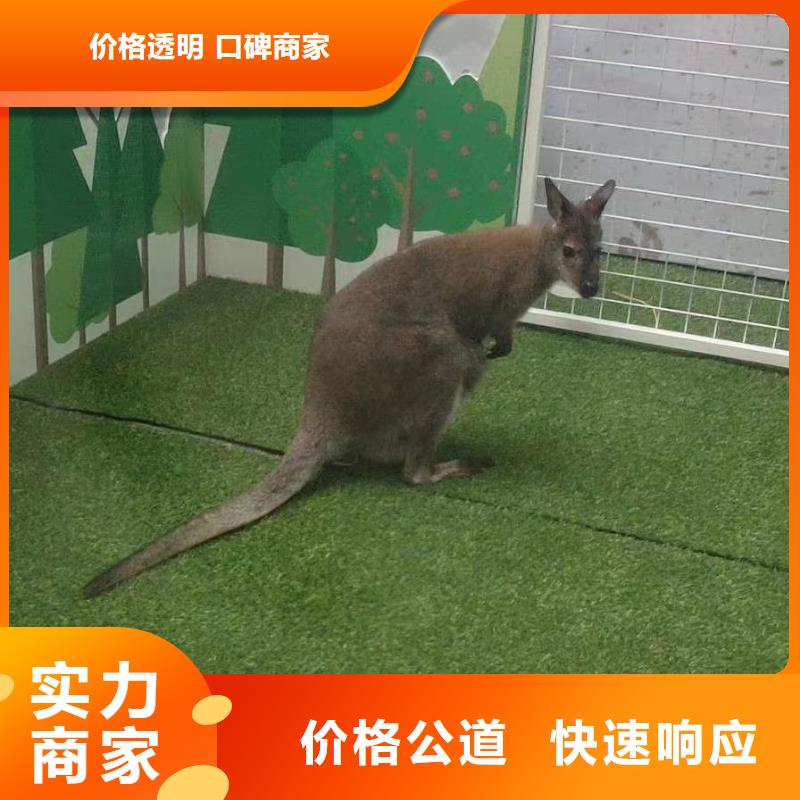 杂技表演租赁厂家总部优质服务