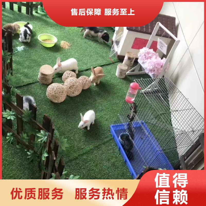 环球飞车表演租赁免费策划专业