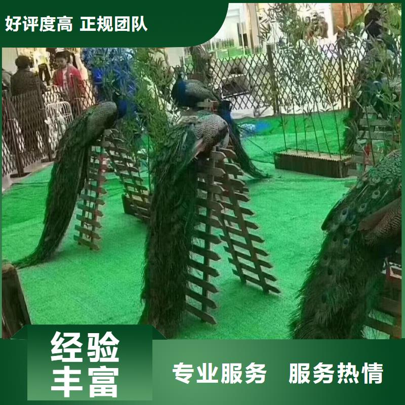 动物表演出租正规团队