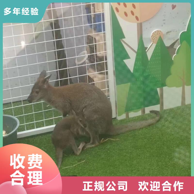哪有出租羊驼的本地生产商