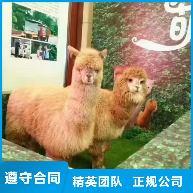 动物租赁技术成熟